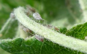 comment se débarrasser des pucerons