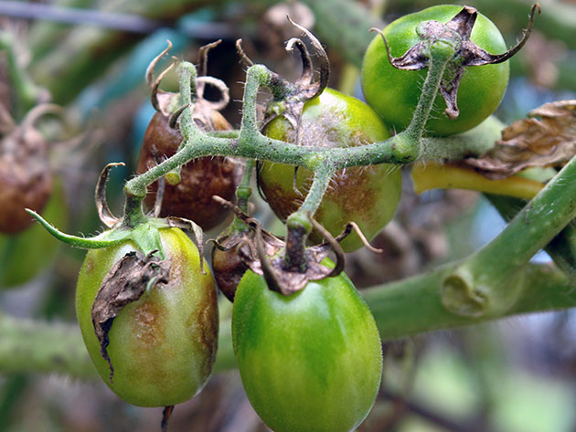 Phytophthora sur tomates