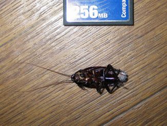 comment graver les cafards d'un appartement pour toujours