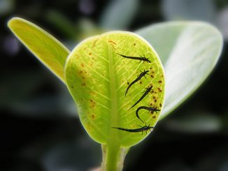 comment traiter les thrips sur les plantes d'intérieur