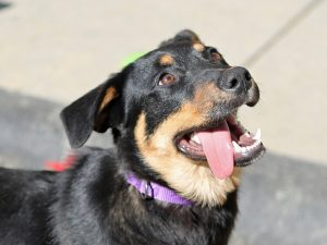 que faire si une tique mord un chien