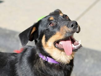 que faire si une tique mord un chien