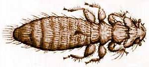 Apparence du scarabée