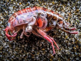 comment faire sortir les puces de la maison