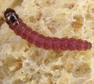 Chenille de l'asclépiade odorante