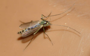 combien de moucherons vivent