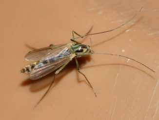 combien de moucherons vivent