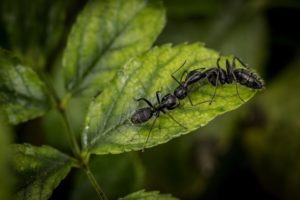 comment se débarrasser des fourmis dans une serre