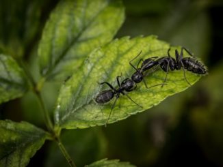 comment se débarrasser des fourmis dans une serre