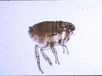 combien vit une puce sans animal