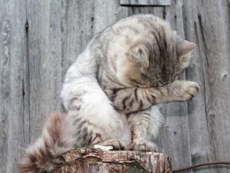 chat démange et lèche que traiter