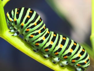 comment se débarrasser des chenilles sur le chou
