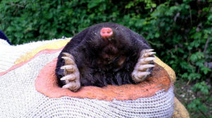 instructions d'utilisation du dacfosal