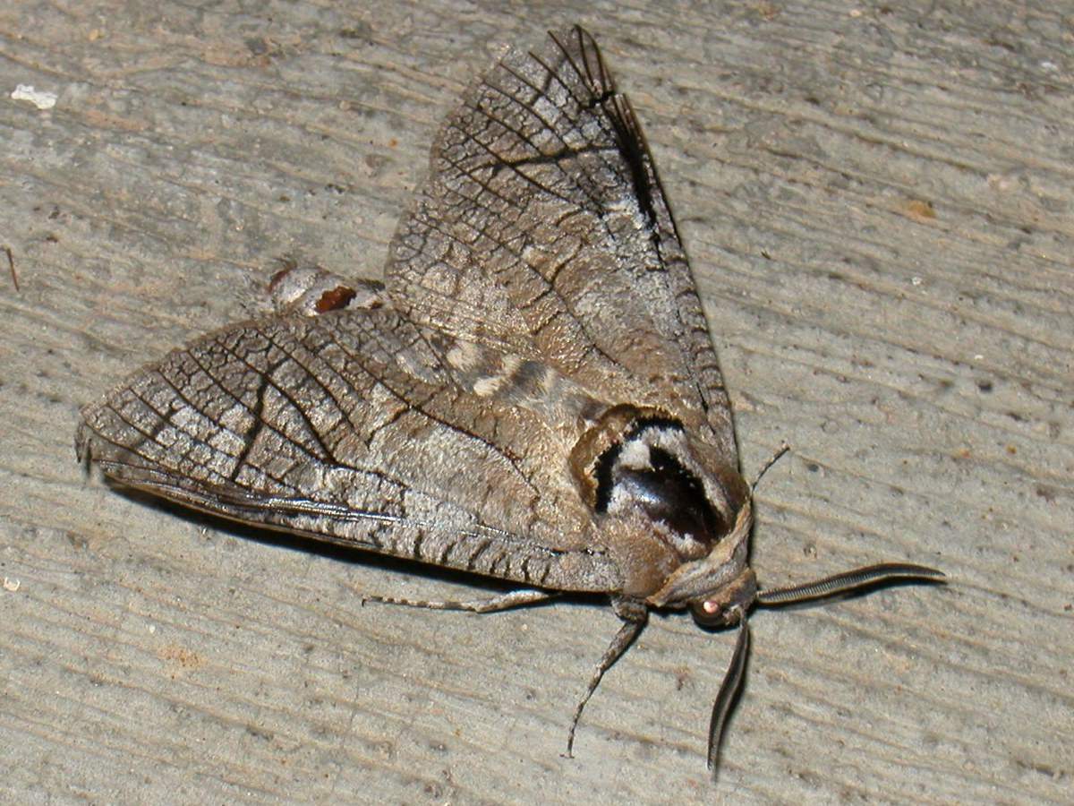 La couleur du charpentier odorant est un excellent déguisement. Il ne se distingue pas du bois