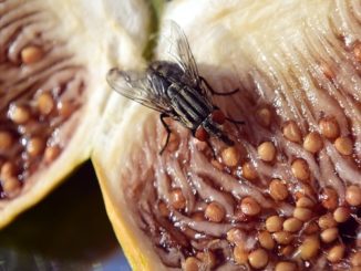 d'où viennent les moucherons sur les fruits dans l'appartement