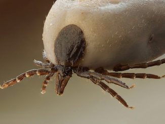 comment retirer la tête d'une tique si elle se détache