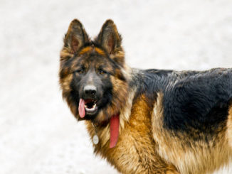 gouttes de léopards pour chiens mode d'emploi