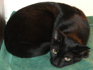 comment fonctionnent les gouttes de puces pour les chats