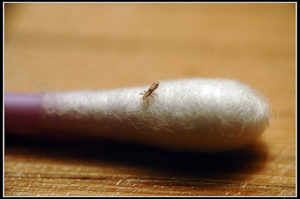 kérosène des poux et des lentes comment utiliser