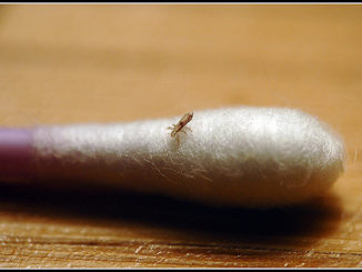 kérosène des poux et des lentes comment utiliser