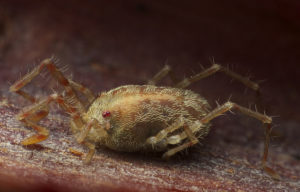 pourquoi une morsure de tique est dangereuse pour une personne