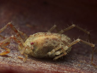 pourquoi une morsure de tique est dangereuse pour une personne