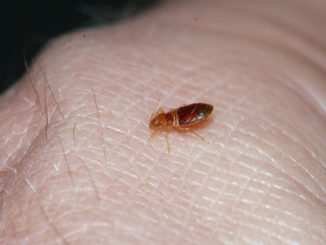 pourquoi certains insectes en piquent d'autres