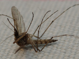 ce qui sent les moustiques n'aiment pas