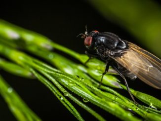 sangsue de cerf est dangereuse pour l'homme