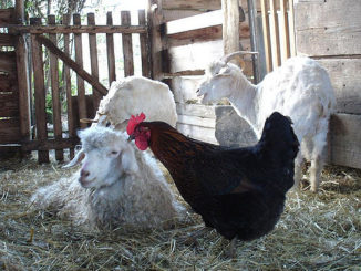 tique comment se battre