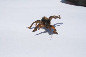 comment se débarrasser de l'ours dans le jardin pour toujours