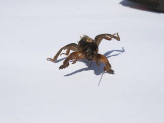 comment se débarrasser de l'ours dans le jardin pour toujours