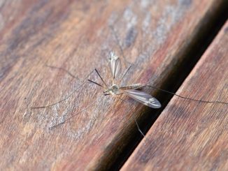 comment se débarrasser des moustiques dans la maison