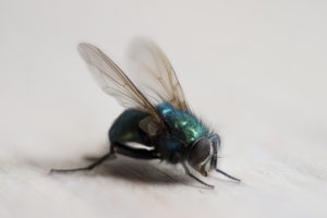 quelle odeur n'aime pas les mouches