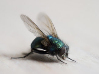 quelle odeur n'aime pas les mouches