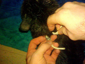 comment fonctionne un collier anti-puces pour chats