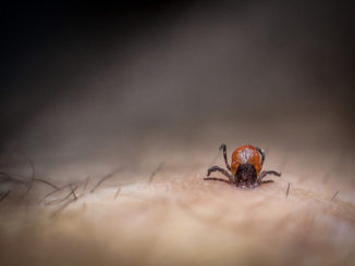 conséquences d'une morsure de tique d'encéphalite chez l'homme