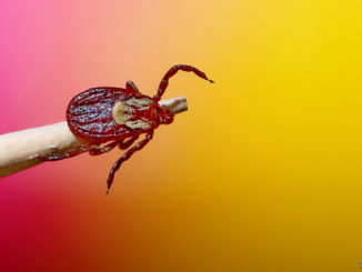 à la fin de la saison des tiques