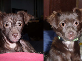 comment traiter une tique sous-cutanée chez un chien