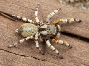comment se débarrasser des araignées dans la maison