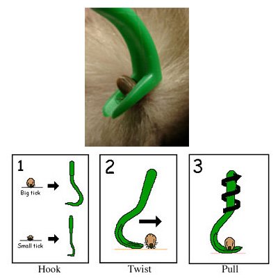 L'apparition des tiques et la méthode d'application