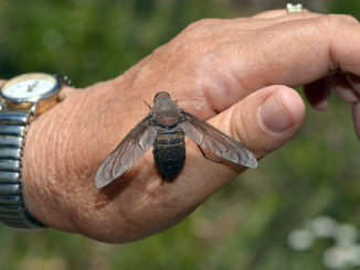 morsure de bourdon et ses conséquences