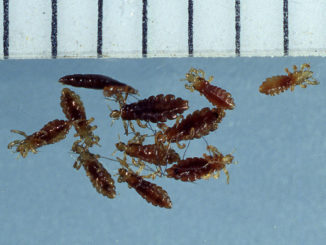 cycle de développement de la tête du pou