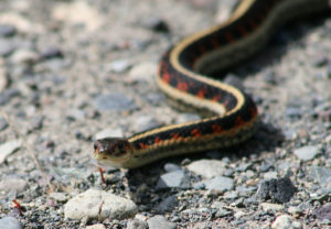 comment effrayer les serpents d'un chalet d'été
