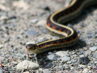 comment effrayer les serpents d'un chalet d'été