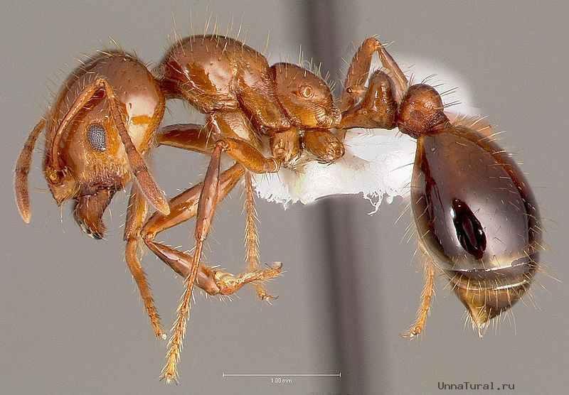 Travailleur Solenopsis invicta - Red Fire Ant