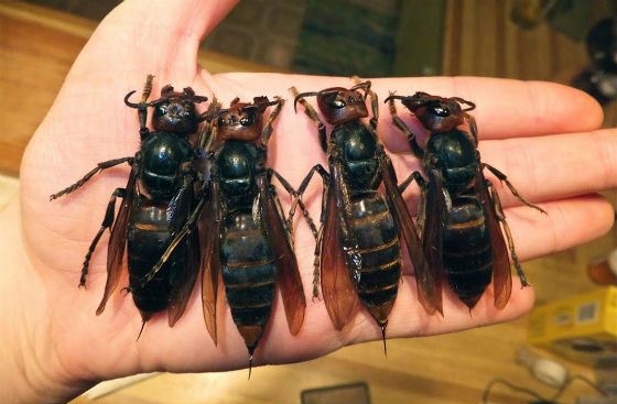 Frelon géant japonais