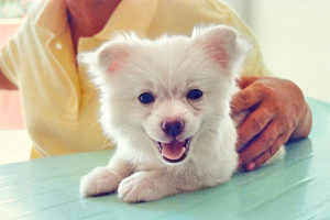 Advantix gouttes pour chiens instruction