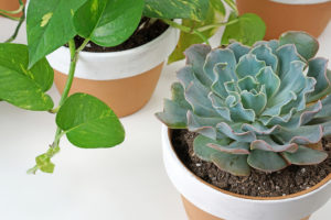 mode d'emploi intavir