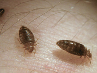 qui peut mordre la nuit au lit